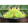 33 - Mimtisme : papillon -  VilbrekProd