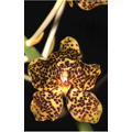 6 - Orchide -  VilbrekProd