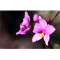 9 - Orchide -  VilbrekProd